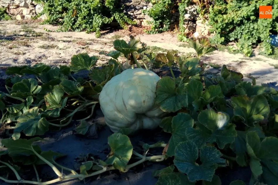 Foto 11 - Calabazas de 300 kilos en Villarino de los Aires  