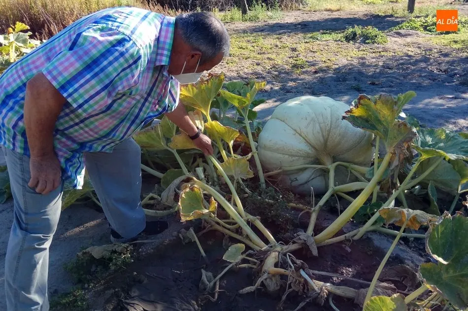 Foto 10 - Calabazas de 300 kilos en Villarino de los Aires  