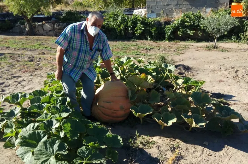 Foto 9 - Calabazas de 300 kilos en Villarino de los Aires  