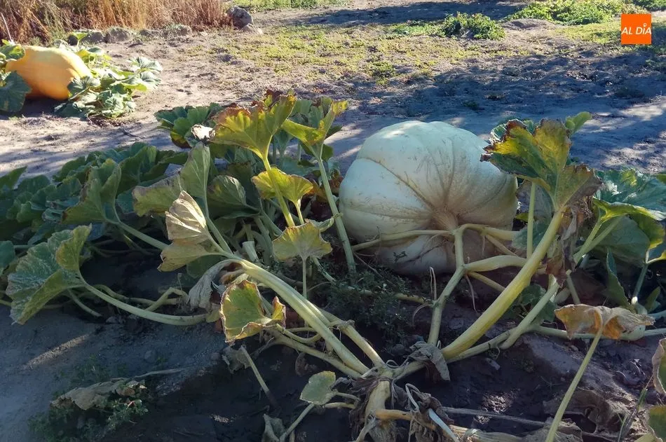 Foto 8 - Calabazas de 300 kilos en Villarino de los Aires  
