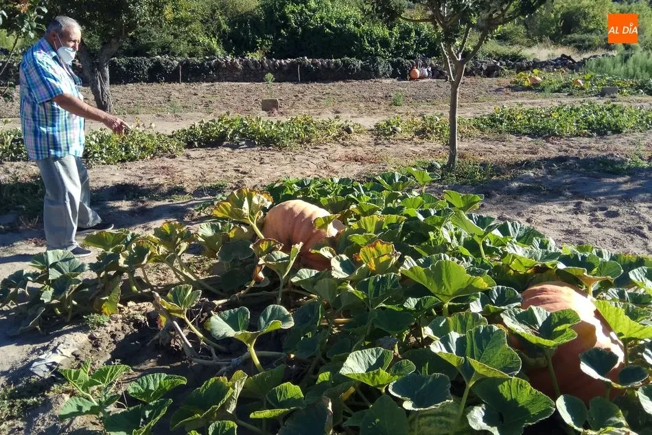 Foto 7 - Calabazas de 300 kilos en Villarino de los Aires  
