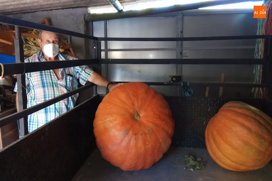 Foto 6 - Calabazas de 300 kilos en Villarino de los Aires  