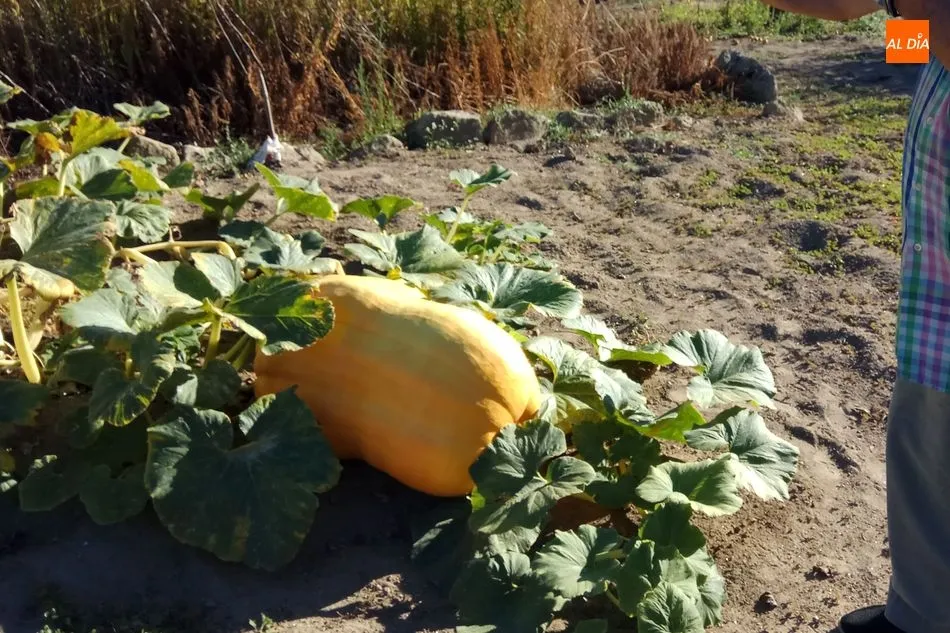 Foto 5 - Calabazas de 300 kilos en Villarino de los Aires  
