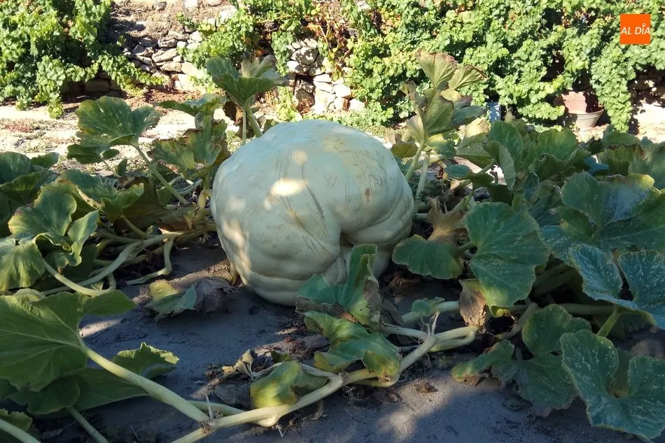 Foto 4 - Calabazas de 300 kilos en Villarino de los Aires  