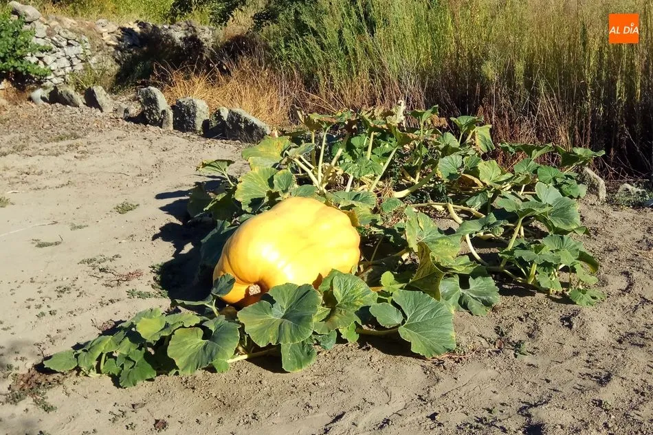 Foto 3 - Calabazas de 300 kilos en Villarino de los Aires  