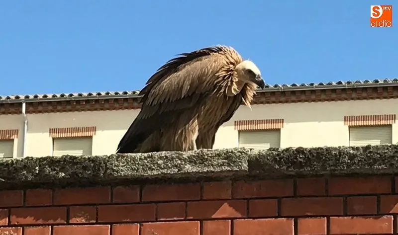 Un buitre en las calles de Alba de Tormes - Archivo