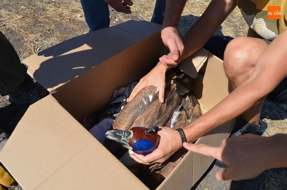 Foto 5 - El centro de recuperaci&oacute;n de fauna salvaje de Salamanca libera un buitre leonado en Lagunilla