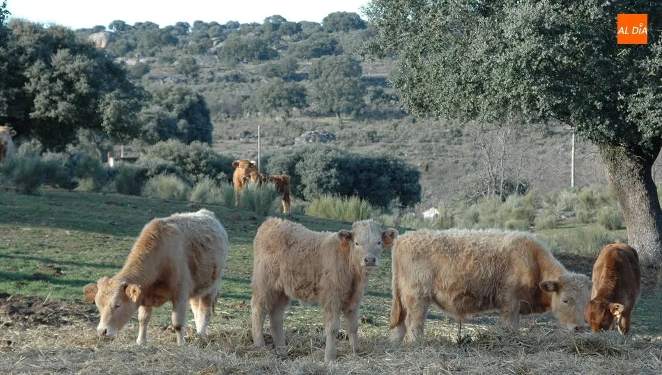 Estabilidad para el vacuno de cebo y subida del precio de las canales de ternera de más de 12 meses