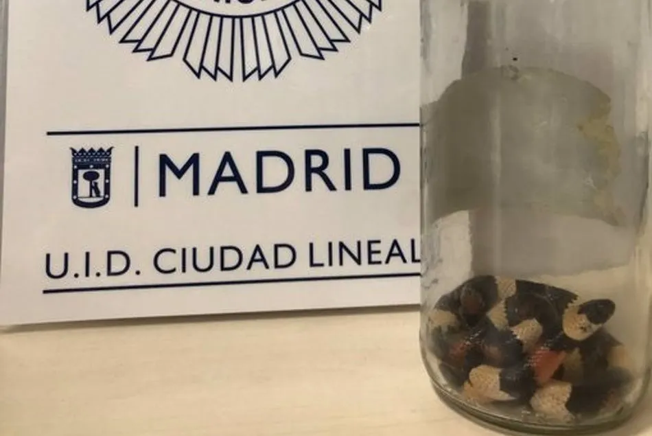 Imagen de la serpiente dentro de un bote de cristal