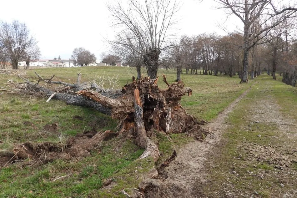 Foto 5 - La PDBB denuncia la falta de mantenimiento en la villa renacentista de El Bosque