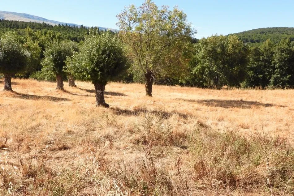 Foto 3 - La PDBB denuncia la falta de mantenimiento en la villa renacentista de El Bosque
