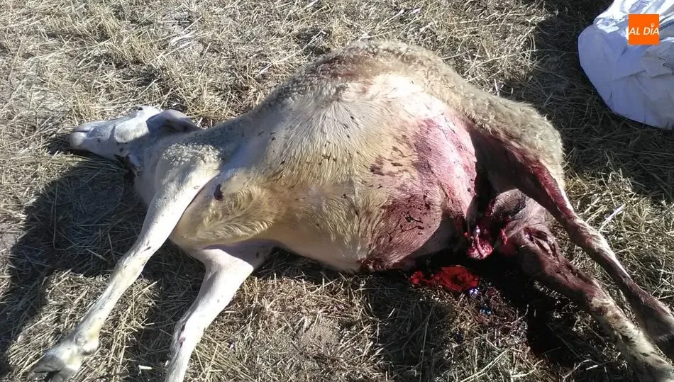 Una de las ovejas muertas en los ataques de lobo en la explotación de E.M.F. en Villasbuenas