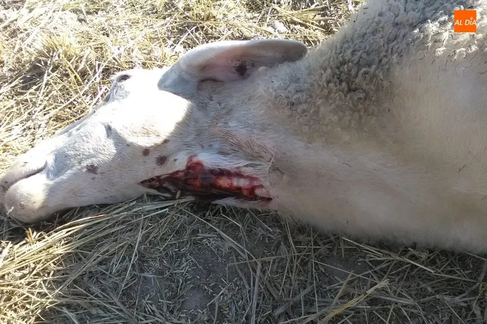 Foto 3 - Segundo ataque de lobo a una explotaci&oacute;n de ovino en Villasbuenas en menos de un mes  