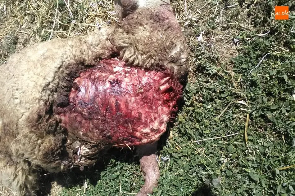 Foto 2 - Segundo ataque de lobo a una explotaci&oacute;n de ovino en Villasbuenas en menos de un mes  
