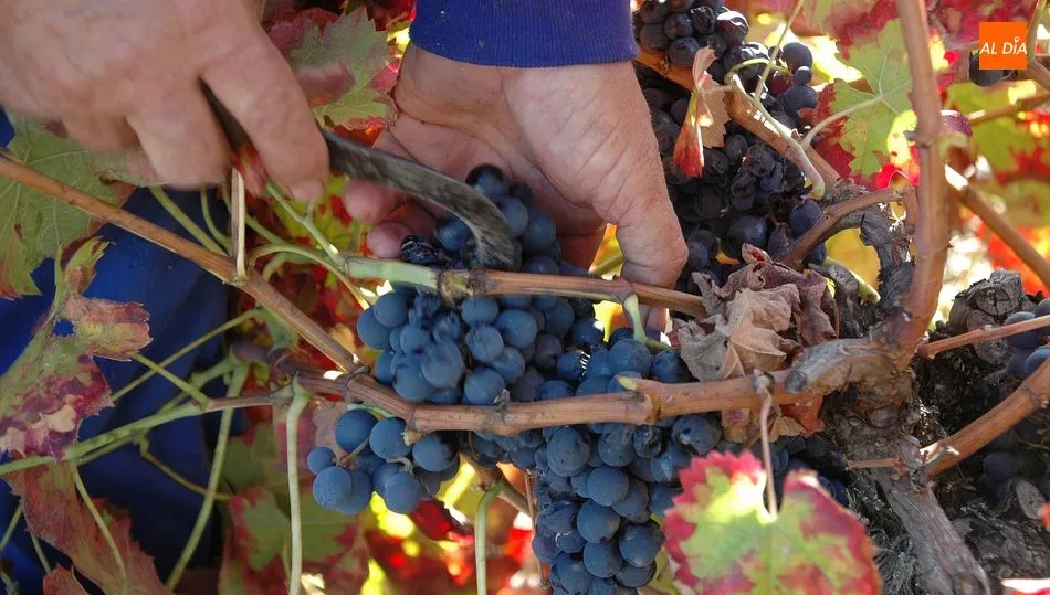 Las bodegas salmantinas iniciarán la vendimia pasada la primera quincena de septiembre