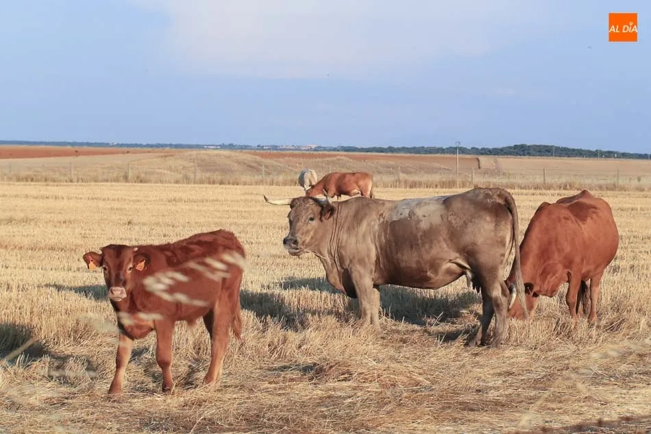 El vacuno de carne es un buque insignia para la economía de la región, con producciones de 190.000 toneladas y valor económico de 570 millones anuales