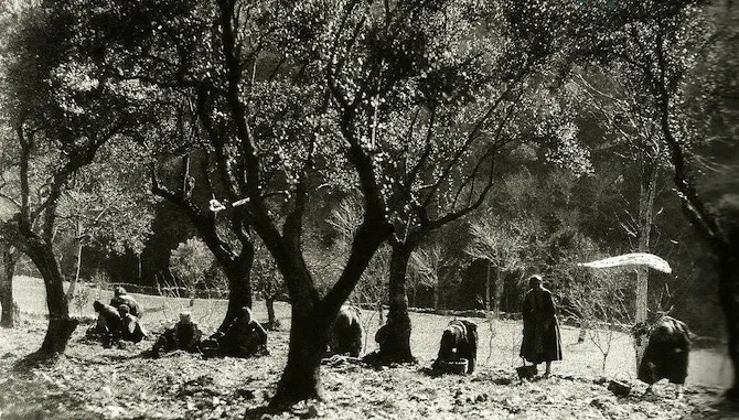 La recolección de la aceituna