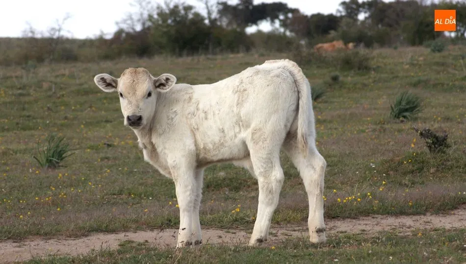 Nueva subida del precio de la carne de ternera / CORRAL