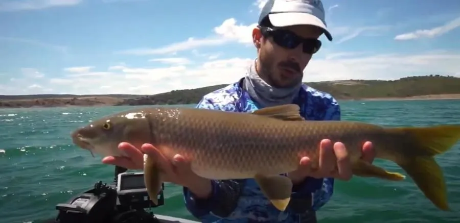 Una de las escenas del documental Barbo Predator