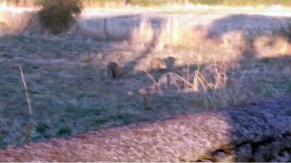 Jabalíes en busca de comida junto a la gasolinera de Masueco  