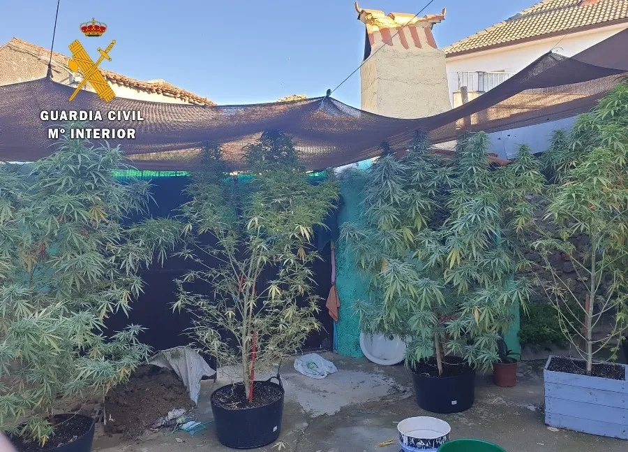 Una de las plantaciones intervenidas por la Guardia Civil