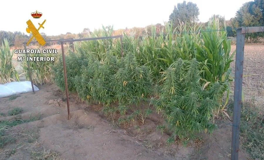 Foto 2 - Localizadas plantaciones de mariahuana en&nbsp;Ciudad Rodrigo, Pe&ntilde;aparda y Campillo de Azaba