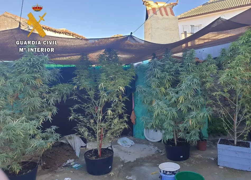 Desmanteladas tres plantaciones de marihuana en Ciudad Rodrigo, Peñaparda y Campillo de Azaba  
