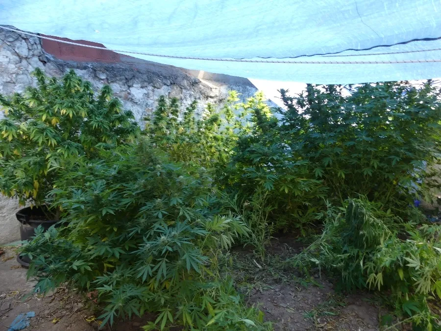 Foto 2 - Desmantelada una plantaci&oacute;n de marihuana en una vivienda de planta baja de Salamanca