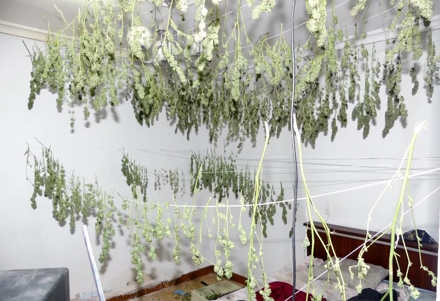 Interior de la vivienda donde secaban las ramas de marihuana