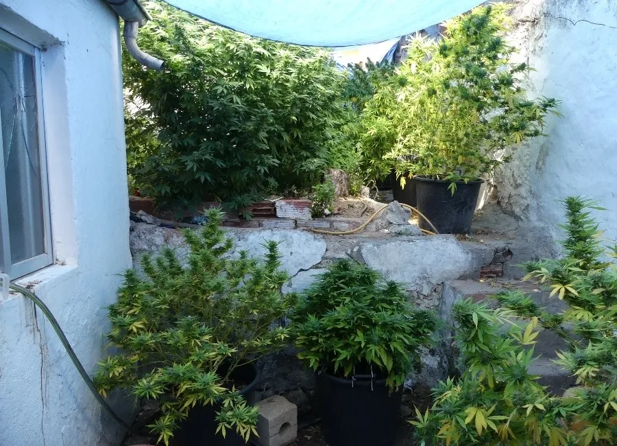 Foto 3 - Desmantelada una plantaci&oacute;n de marihuana en una vivienda de planta baja de Salamanca