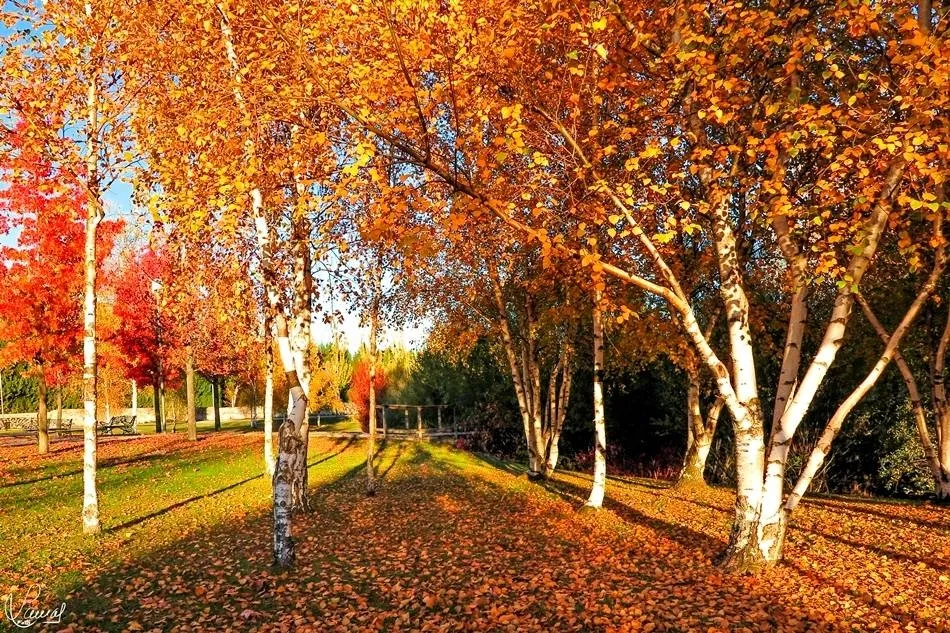 Imagen del otoño pasado en el paseo fluvial de Salamanca. Foto de Manuel Lamas