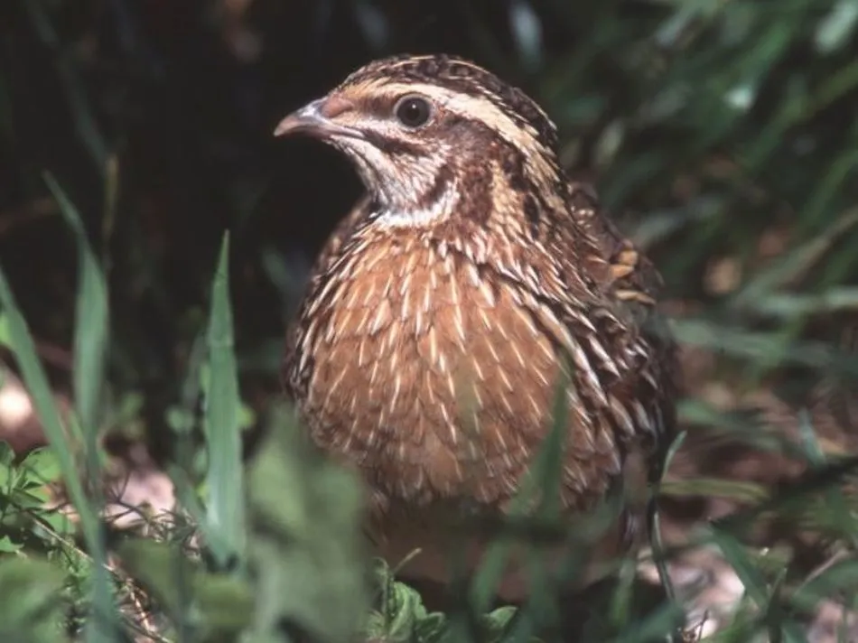 Foto 2 - M&aacute;s de 1.400 cazadores han participado en la primera fase de Coturnix  