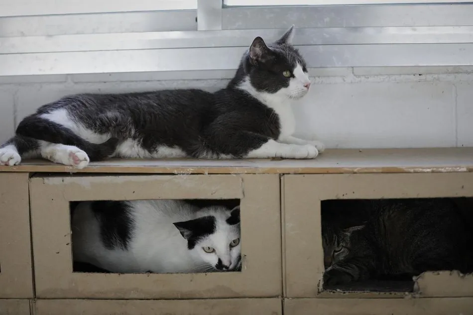 Imagen de un grupo de gatos en un albergue de animales
