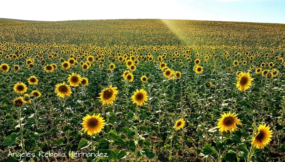 Campo de girasoles en Torresmenudas, que parecen brillar más que de costumbre. Foto de Ángeles Rebollo