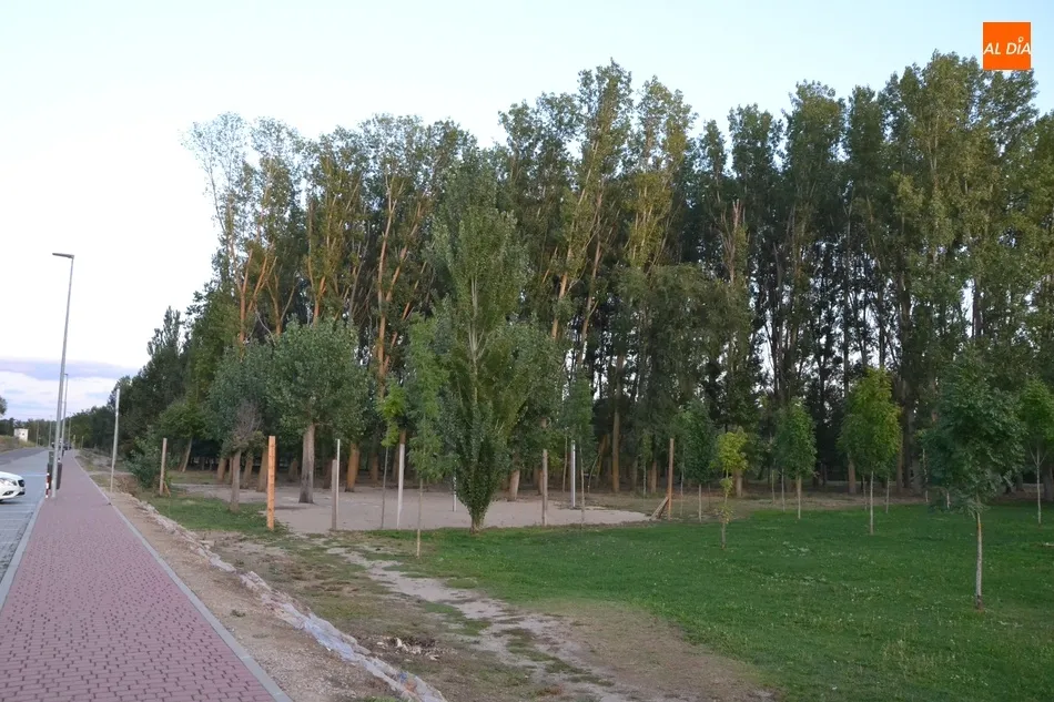 La Alameda Vieja completará en los próximos meses la renovación de todos sus árboles  