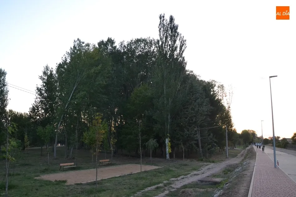 Foto 2 - La Alameda Vieja completar&aacute; en los pr&oacute;ximos meses la renovaci&oacute;n de todos sus &aacute;rboles  