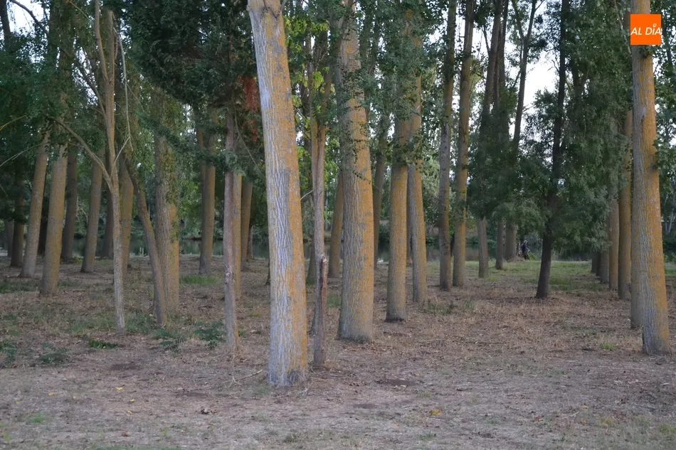 Foto 3 - La Alameda Vieja completar&aacute; en los pr&oacute;ximos meses la renovaci&oacute;n de todos sus &aacute;rboles  