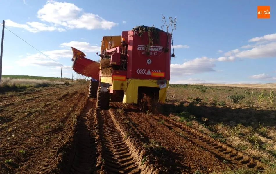 Foto 5 - Portugal demanda patata roja espa&ntilde;ola  