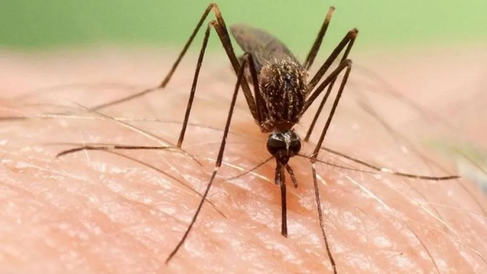 El único transmisor de este virus del Nilo es el mosquito