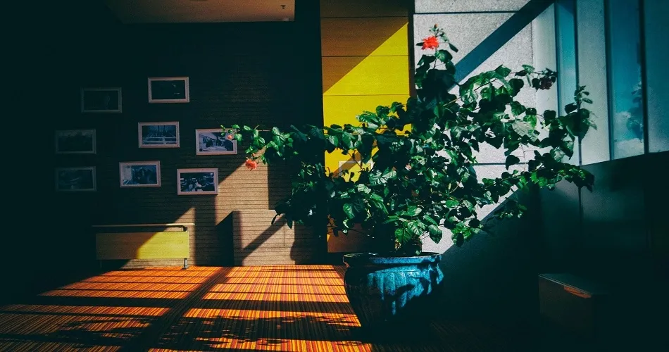 Plantas en Otoño: ideas para vestir de verde tu hogar  