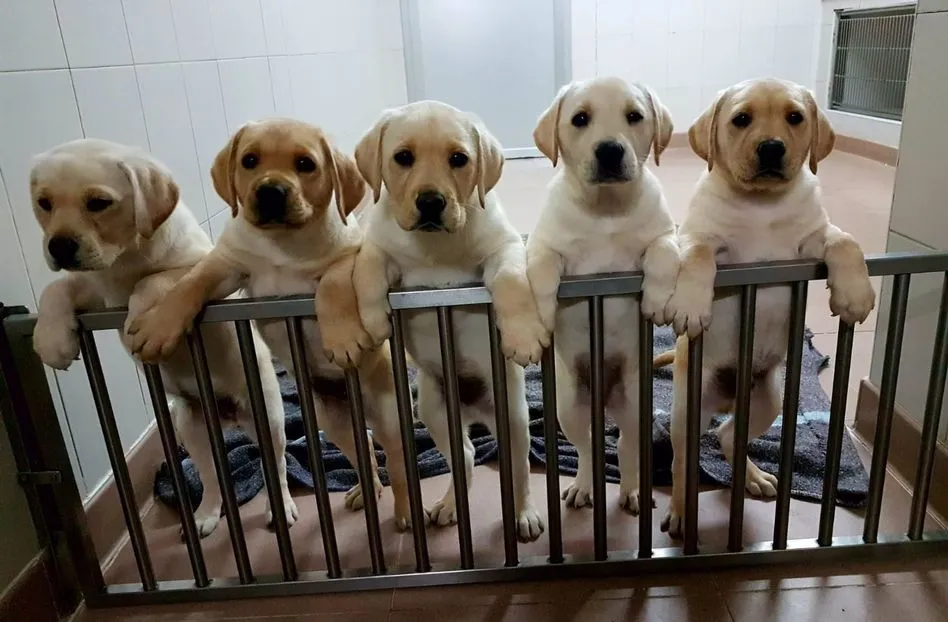 Tener perro ayuda a sobrellevar el estrés y situaciones como los confiinamientos