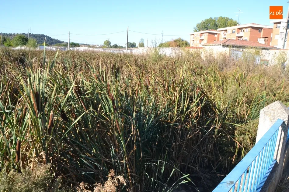 Foto 3 - Reivindican una nueva limpieza del Regato Bod&oacute;n al volver a estar lleno de vegetaci&oacute;n  