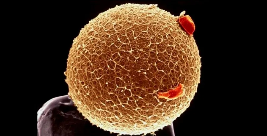 La investigación se ha publicado en la revista Biomedicina eLife