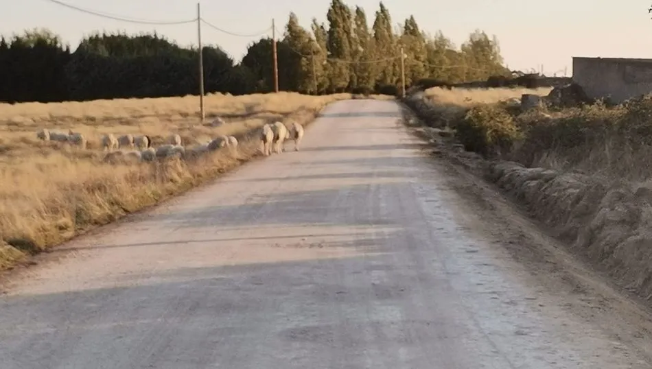 Estado en el quedan los caminos tras la reparación