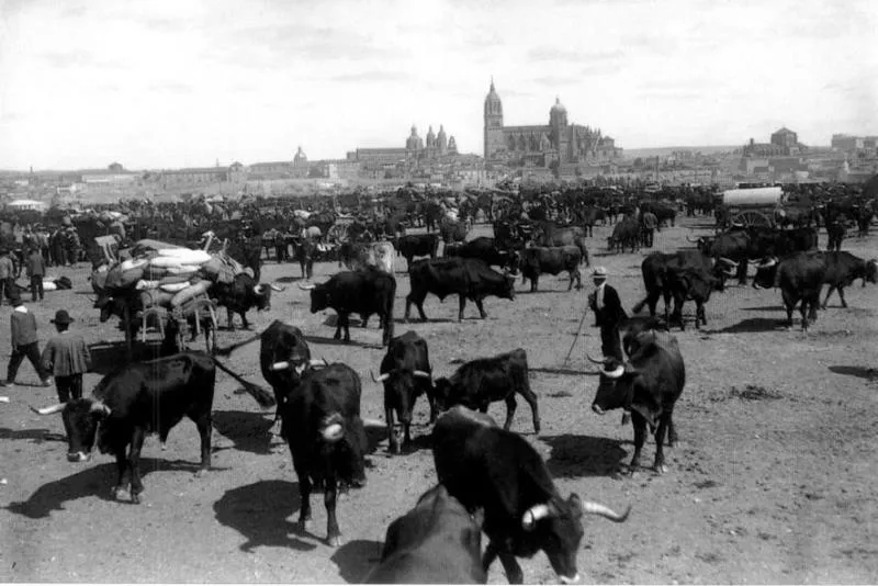Foto 3 - La feria ganadera, cita tradicional al final del verano