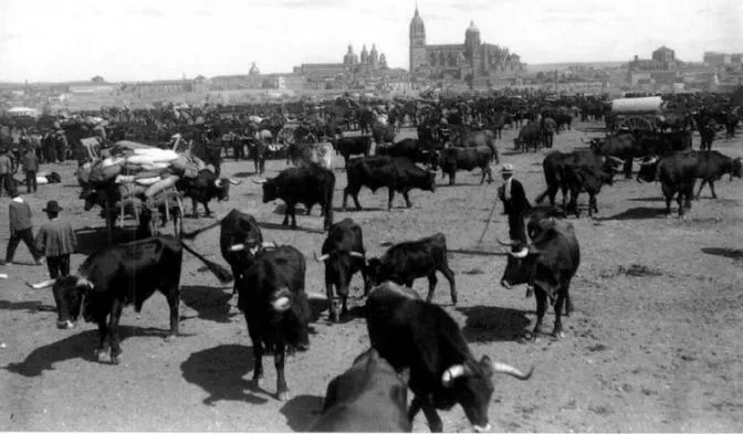 Foto 5 - La feria ganadera, cita tradicional al final del verano