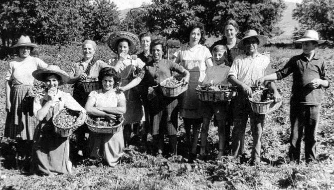 La recolección de la fresa en el Sequeros de los 60