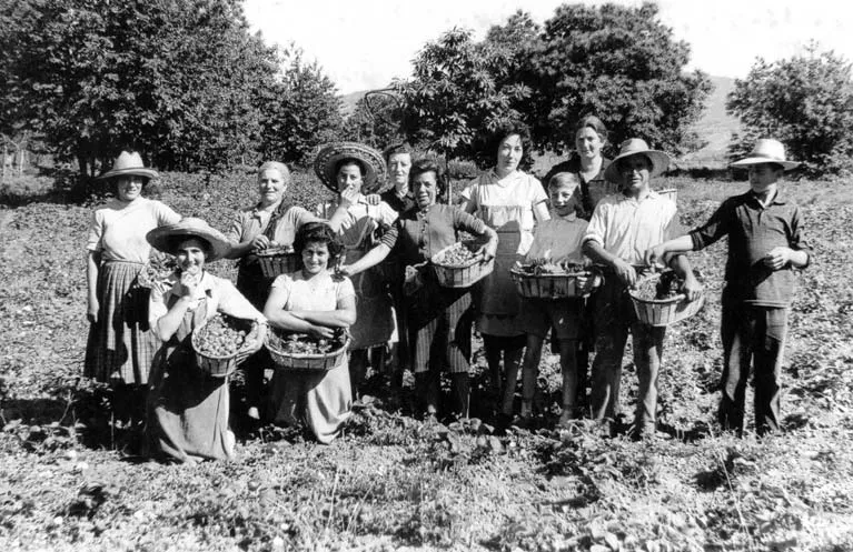 Foto 2 - La recolecci&oacute;n de la fresa en el Sequeros de los 60