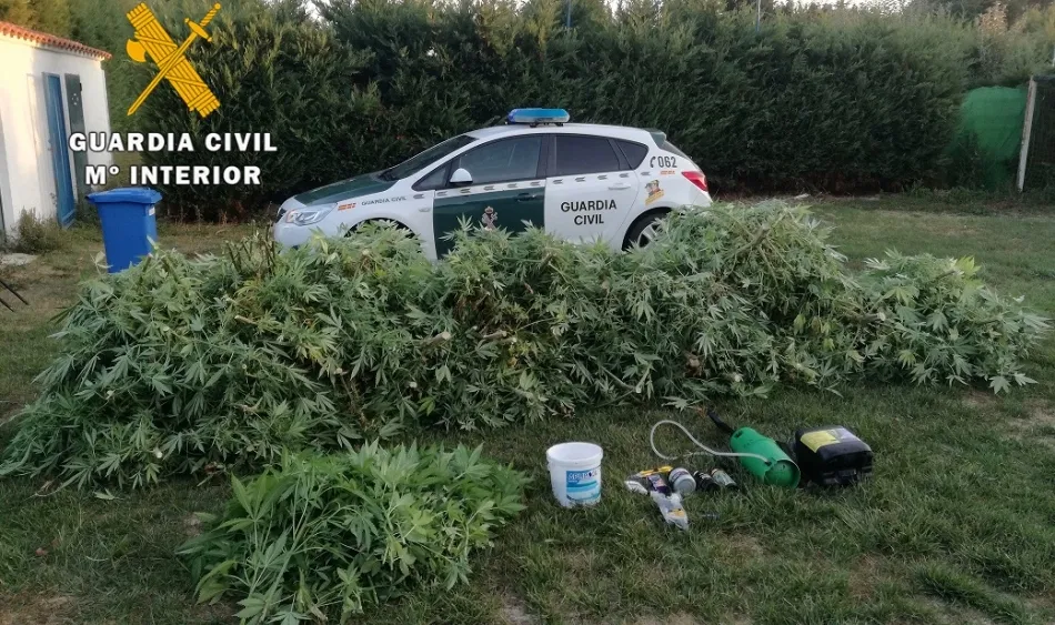 Foto 2 - Desmantelada una plantaci&oacute;n de marihuana en Aldearrodrigo