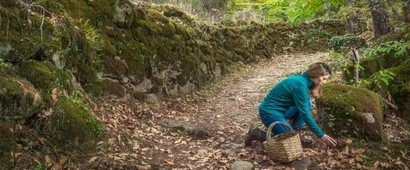 Foto 2 - La recolecci&oacute;n de setas, un deleite habitual del oto&ntilde;o salmantino